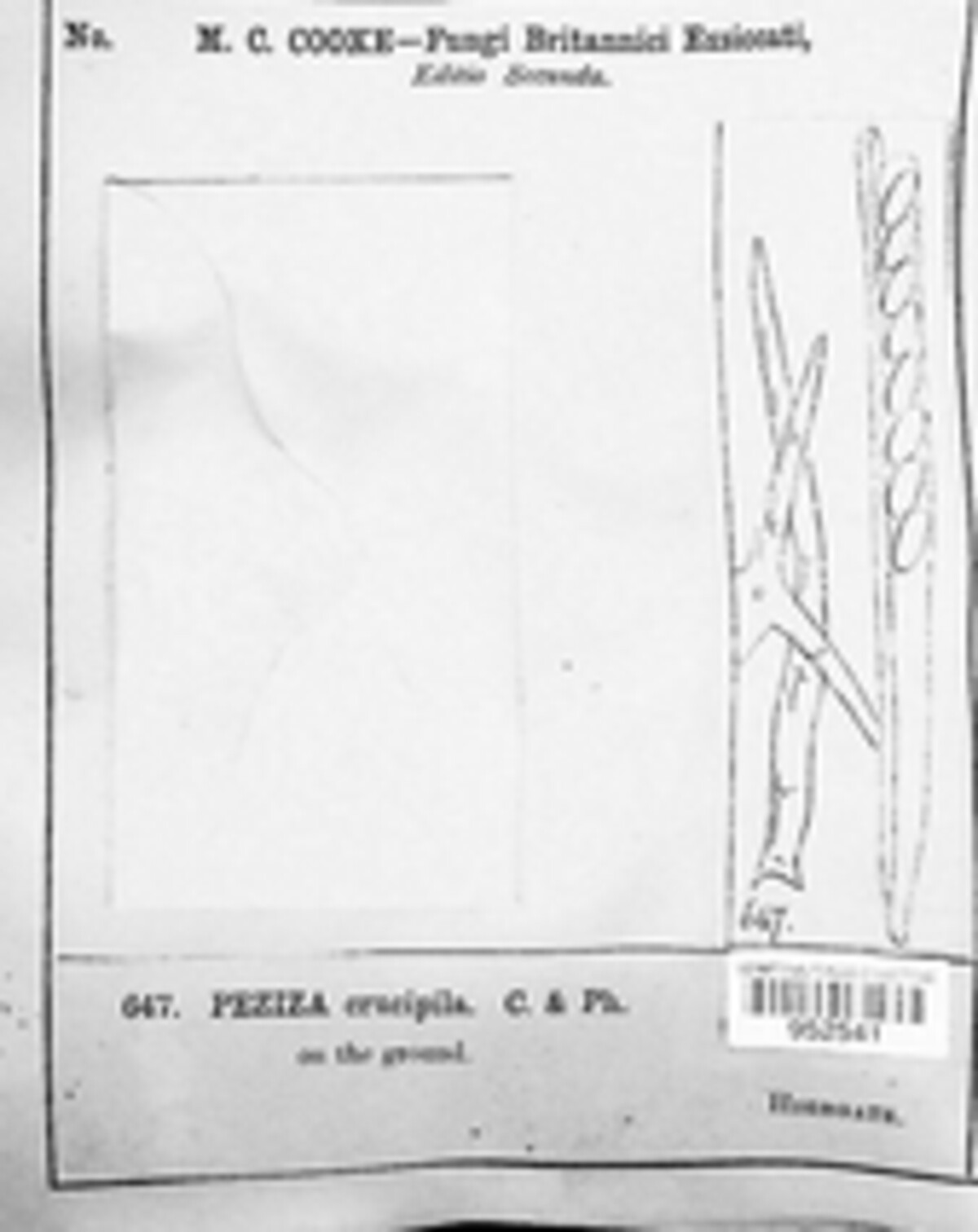 Cheilymenia crucipila image